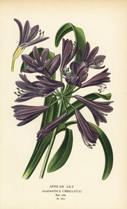 Giglio africano, Agapanthus africanus