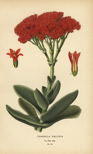Crassula perfoliata var. falcata da Désiré Georges Jean Marie Bois