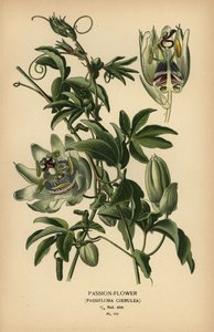 Passiflora blu, Passiflora caerulea da Désiré Georges Jean Marie Bois