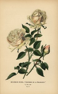 Souvenir de la Malmaison da Désiré Georges Jean Marie Bois