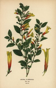 Fucsia brasiliana, Justicia floribunda (Libonia floribunda). Cromolitografia da un