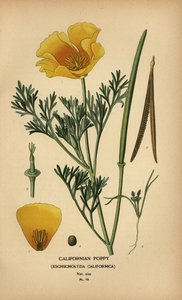 Papavero californiano, Eschscholzia californica