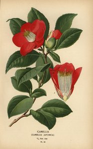 Camellia japonica da Désiré Georges Jean Marie Bois