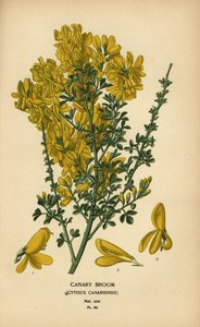 Ginestra delle Canarie