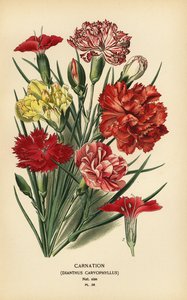 Garofano, Dianthus caryophyllus