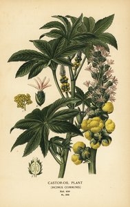 Pianta del ricino, Ricinus communis. Cromolitografia da un