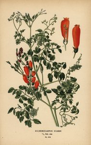 Fiore della gloria cileno, Eccremocarpus scaber