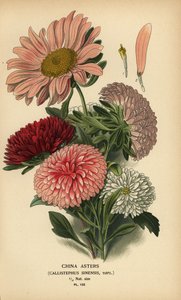 Varietà di Callistephus x sinensis da Désiré Georges Jean Marie Bois