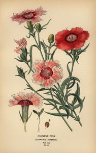 Garofano cinese, Dianthus chinensis da Désiré Georges Jean Marie Bois
