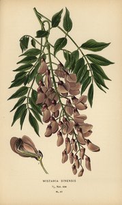 Glicine cinese, Wisteria sinensis da Désiré Georges Jean Marie Bois