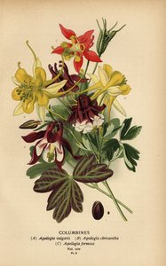 Aquilegie, specie di Aquilegia da Désiré Georges Jean Marie Bois