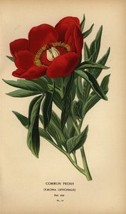 Peonia comune, Paeonia officinalis da Désiré Georges Jean Marie Bois