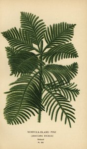 Pino di Cook, Araucaria columnaris. (Pino dell