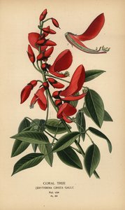 Albero di corallo, Erythrina crista-galli da Désiré Georges Jean Marie Bois