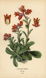 Echeveria fulgens da Désiré Georges Jean Marie Bois