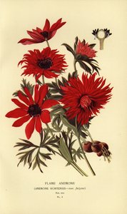 Anemone hortensis da Désiré Georges Jean Marie Bois