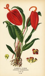 Fiore di fenicottero, Anthurium scherzerianum. Cromolitografia da un