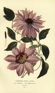 Varietà di clematidi da giardino da Désiré Georges Jean Marie Bois
