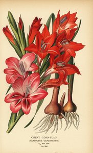 Gladiolo di Gand, Gladiolus x gandavensis. Cromolitografia da un