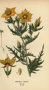 Bartonia dorata o stella fiammeggiante di Lindley, Mentzelia lindleyi da Désiré Georges Jean Marie Bois