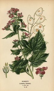Lunaria annua da Désiré Georges Jean Marie Bois