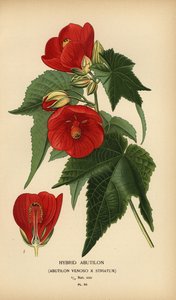 Ibrido di abutilon, Abutilon pictum