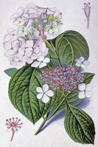 Ortensia, inizio XX secolo (illustrazione) da Désiré Georges Jean Marie Bois