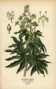 Fatsia japonica