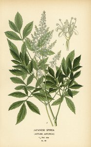 Spirea giapponese, Astilbe japonica da Désiré Georges Jean Marie Bois