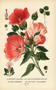 Lavatera trimestris e Malope trifida