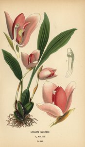 Orchidea Lycaste virginalis (Lycaste skinneri) da Désiré Georges Jean Marie Bois