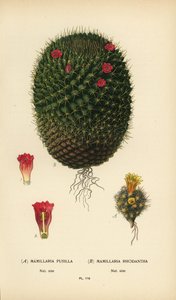Mammillaria prolifera e Mammillaria rhodantha da Désiré Georges Jean Marie Bois