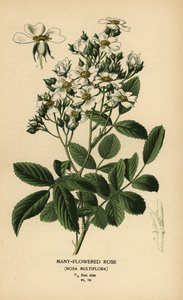 Rosa multiflora da Désiré Georges Jean Marie Bois