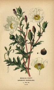 Papavero messicano, Argemone grandiflora