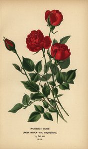 Rosa mensile, Rosa chinensis var. semperflorens.