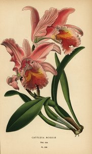Orchidea Cattleya di Moss o orchidea di Pasqua, Cattleya mossiae. Cromolitografia da un