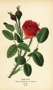 Rosa muschiata, Rosa centifolia var. muscosa
