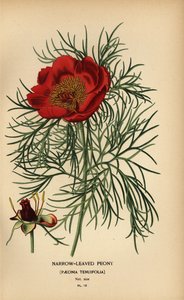Peonia a foglie strette, Paeonia tenuifolia da Désiré Georges Jean Marie Bois
