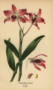 Orchidea Dendrobium nobile. Cromolitografia da un