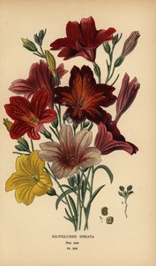 Lingua dipinta o fiore di tromba di velluto, Salpiglossis sinuata