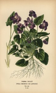 Viola di Parma, Viola odorata