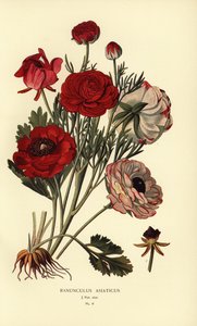 Ranunculus asiaticus