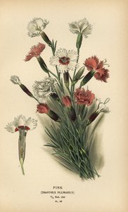 Garofano, Dianthus plumarius
