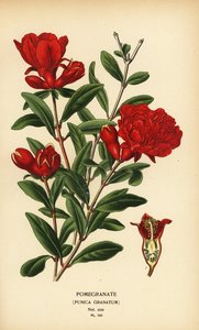Melograno, Punica granatum da Désiré Georges Jean Marie Bois