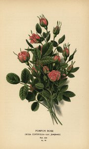 Rosa pompon, Rosa centifolia var. pomponia da Désiré Georges Jean Marie Bois