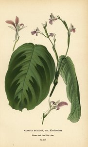 Pianta della preghiera, Maranta leuconeura (Maranta bicolor var. Kerchoviana) da Désiré Georges Jean Marie Bois