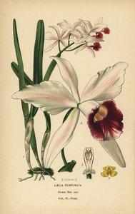Cattleya purpurata (Laelia purpurata). Cromolitografia da un