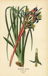 Billbergia nutans. Cromolitografia da un