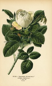 Rosa Baronessa Rothschild, ibrido perpetuo.