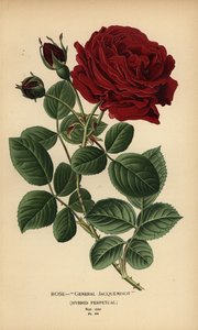 Rosa General Jacqueminot, ibrido perpetuo